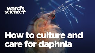 Caring and Culturing for Daphnia [upl. by Calabrese]