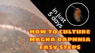 How to Culture Magna Daphnia Easily [upl. by Enaed]