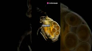 How to culture Daphnia for your Aquarium [upl. by Darryn185]