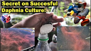 How to Culture Daphnia Successfully [upl. by Notxap772]