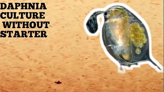 HOW TO CULTURE DAPHNIA NATURALLY WITHOUT A STARTER [upl. by Utham855]