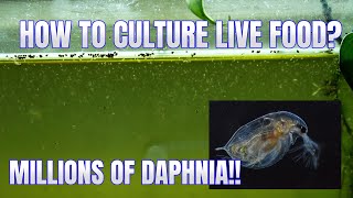 How to Culture Daphnia Secret Method to Breed MILLIONS  Simply Aquatic [upl. by Ula]