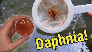 How I Culture Daphnia In Outdoor Tubs [upl. by Arimay]