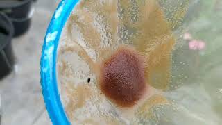 How to culture daphnia moina in a small container Part 1 English Subtitle [upl. by Araldo]