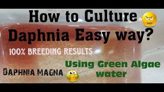 Daphnia MagnaHow to Culture Daphnia Easy wayCulturing Daphnia using Green water Daphnia [upl. by Sungam]