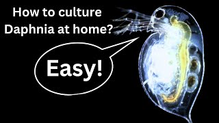 BEST Live Fish Food Beginner guide How to Culture Daphnia at home [upl. by Lonee]