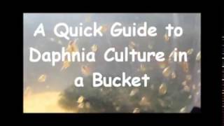 How to culture daphnia outside [upl. by Jaenicke]