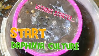 How to culture daphnia moina the easy way 1  Starting the Daphnia culture [upl. by Torrlow]