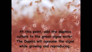 Daphnia  How to grow daphnia in your home [upl. by Uaerraj]