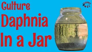 How to Culture Daphnia in a Jar [upl. by Skier]