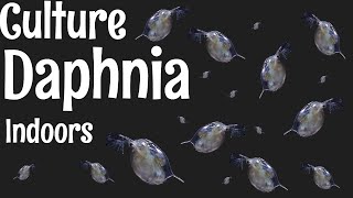 How to Culture Daphnia [upl. by Ais256]