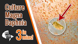 How to culture DAPHNIA MAGNA  The easy way [upl. by Eelrak]