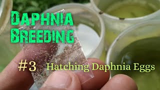 Daphnia Culture made simple and easy 3  Hatching Daphnia eggs [upl. by Attekal]