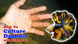 How to Culture Daphnia with ZERO Cost  Unlimited Live Food For Our Fish [upl. by Velvet]