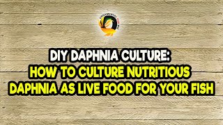 DIY Daphnia Culture How to Culture Nutritious Daphnia as Live Food for Your Fish [upl. by Dobb]