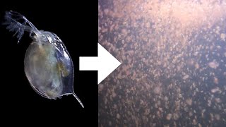 How I Culture Daphnia [upl. by Tadich]