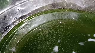 DAPHNIA MOINA CULTURE IN A SMALL BUCKET [upl. by Alverta]