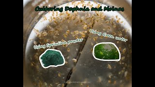 How To Culture Daphnia and Moinas using Green Water Spirulina powder [upl. by Ellenehc663]