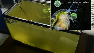 Raising Daphnia for the Freshwater Aquarium [upl. by Grace]