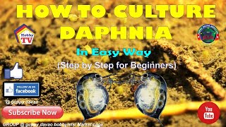 HOW TO CULTURE DAPHNIA In Easy Way [upl. by Iey]